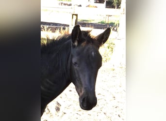 Trakehner, Merrie, veulen (06/2024), Zwart