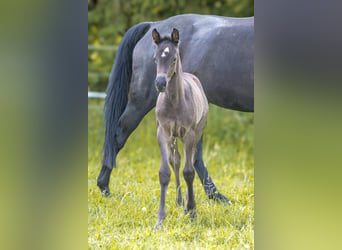 Trakehner, Merrie, Veulen (05/2026), Zwart