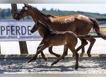 Trakehner, Merrie, Veulen (04/2025), Zwart