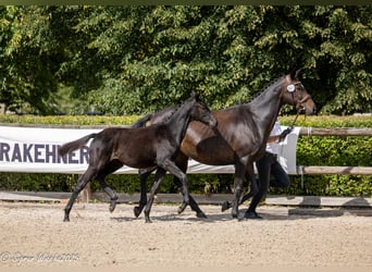 Trakehner, Merrie, Veulen (03/2025), Zwart