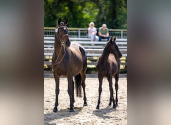 Trakehner, Merrie, Veulen (03/2025), Zwart