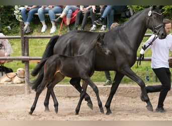 Trakehner, Merrie, veulen (04/2023), Zwartbruin