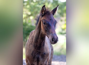 Trakehner, Merrie, Veulen (05/2025), Zwartbruin