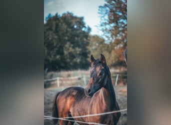 Trakehner, Merrie, Veulen (06/2026), Zwartbruin