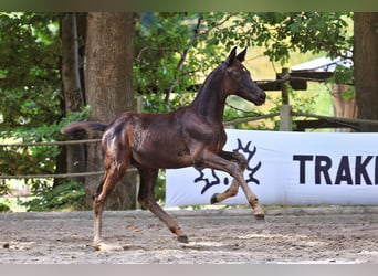 Trakehner, Merrie, Veulen (01/2025), Zwartbruin