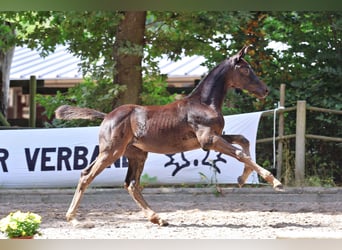 Trakehner, Merrie, Veulen (01/2025), Zwartbruin