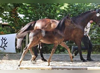 Trakehner, Merrie, Veulen (01/2025), Zwartbruin