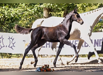 Trakehner, Merrie, Veulen (04/2026), Zwartbruin
