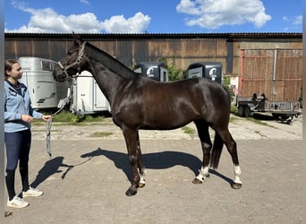Trakehner, Ruin, 10 Jaar, 164 cm, Donkere-vos