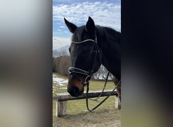 Trakehner, Ruin, 10 Jaar, 167 cm, Donkerbruin
