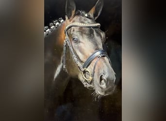 Trakehner, Ruin, 10 Jaar, 167 cm, Donkerbruin