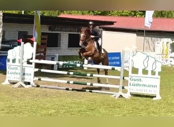 Trakehner, Ruin, 10 Jaar, 167 cm, Vos