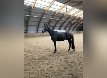 Trakehner, Ruin, 10 Jaar, 170 cm, Donkerbruin