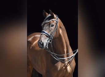 Trakehner, Ruin, 10 Jaar, 173 cm, Donkerbruin