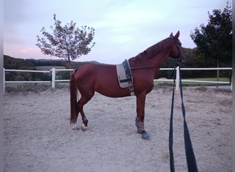 Trakehner, Ruin, 10 Jaar, 173 cm, Vos