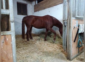 Trakehner, Ruin, 10 Jaar, 173 cm, Vos