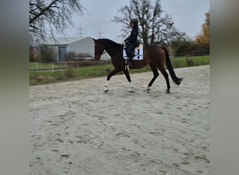 Trakehner, Ruin, 10 Jaar, 176 cm, Bruin