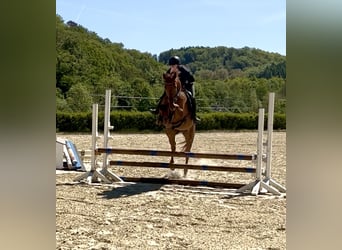 Trakehner, Ruin, 11 Jaar, 165 cm, Vos
