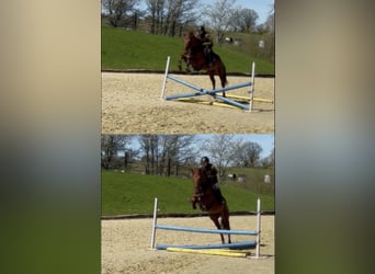 Trakehner, Ruin, 11 Jaar, 165 cm, Vos