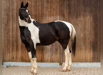 Trakehner Mix, Ruin, 11 Jaar, 166 cm, Gevlekt-paard