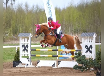 Trakehner Mix, Ruin, 11 Jaar, 166 cm, Palomino