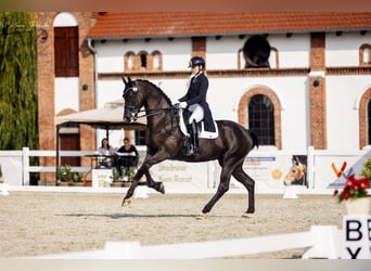 Trakehner, Ruin, 11 Jaar, 168 cm, Zwart