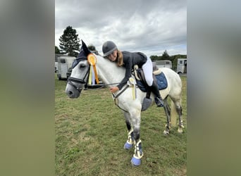 Trakehner, Ruin, 11 Jaar, 170 cm, Blauwschimmel