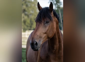 Trakehner Mix, Ruin, 11 Jaar, 172 cm, Bruin