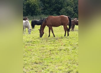 Trakehner, Ruin, 13 Jaar, 164 cm, Bruin