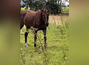Trakehner, Ruin, 13 Jaar, 165 cm, Donkere-vos