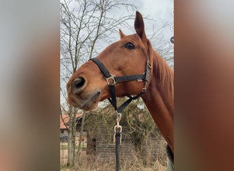 Trakehner, Ruin, 14 Jaar, 165 cm, Vos