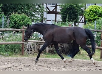 Trakehner, Ruin, 15 Jaar, 165 cm, Zwartbruin