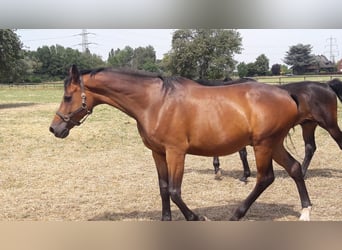 Trakehner, Ruin, 15 Jaar, 166 cm, Bruin