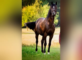 Trakehner, Ruin, 15 Jaar, 168 cm, Zwartbruin