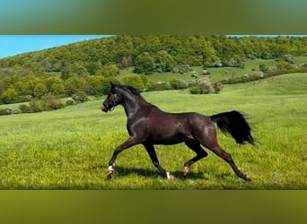 Trakehner, Ruin, 15 Jaar, 168 cm, Zwartbruin