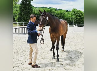 Trakehner, Ruin, 15 Jaar, 169 cm, Bruin