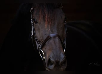 Trakehner, Ruin, 15 Jaar, 170 cm, Zwartbruin