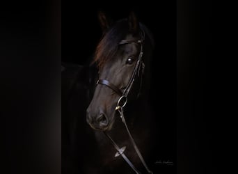 Trakehner, Ruin, 15 Jaar, 170 cm, Zwartbruin