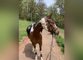 Trakehner Mix, Ruin, 16 Jaar, 158 cm, Gevlekt-paard