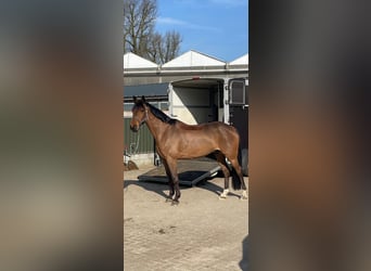 Trakehner, Ruin, 16 Jaar, 162 cm, Bruin