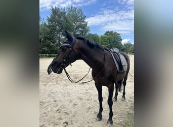 Trakehner, Ruin, 16 Jaar, 165 cm, Donkerbruin