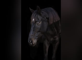 Trakehner, Ruin, 16 Jaar, 168 cm, Zwartbruin