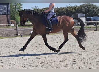 Trakehner, Ruin, 16 Jaar, 175 cm, Bruin