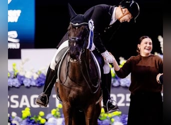 Trakehner, Ruin, 16 Jaar, Zwart