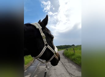 Trakehner, Ruin, 17 Jaar, 170 cm, Donkerbruin