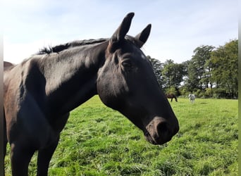 Trakehner, Ruin, 18 Jaar, 165 cm, Zwartbruin