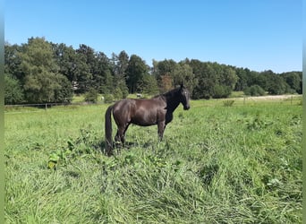 Trakehner, Ruin, 18 Jaar, 165 cm, Zwartbruin