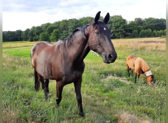 Trakehner, Ruin, 18 Jaar, 165 cm, Zwartbruin