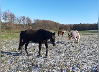 Trakehner, Ruin, 18 Jaar, 165 cm, Zwartbruin
