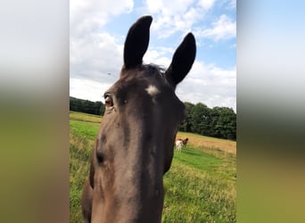 Trakehner, Ruin, 18 Jaar, 165 cm, Zwartbruin